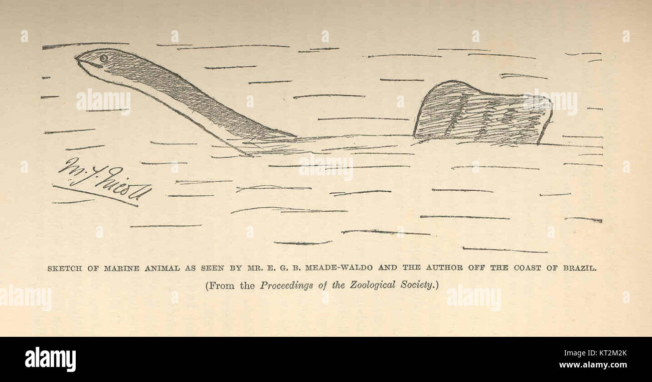 36451 Croquis de l'animal marin vu par Mr E G B Meade-Waldo et l'auteur de la côte du Brésil Banque D'Images