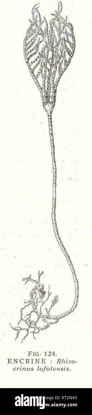 Encrine Rhizocrinus iofotensia est une espèce de crinoïde éteint, un type d'organisme marin qui a vécu pendant l'ère paléozoïque. Cette espèce fossilisée est un spécimen important dans l'étude de la vie marine antique. Banque D'Images
