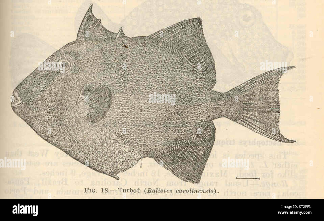 Le Turbot de 37669, également connu sous le nom de Balistes carolinensis, est une espèce de poisson originaire des eaux de l'océan Atlantique. Il est reconnu pour sa forme et son comportement distinctifs, jouant un rôle important dans son écosystème. Banque D'Images