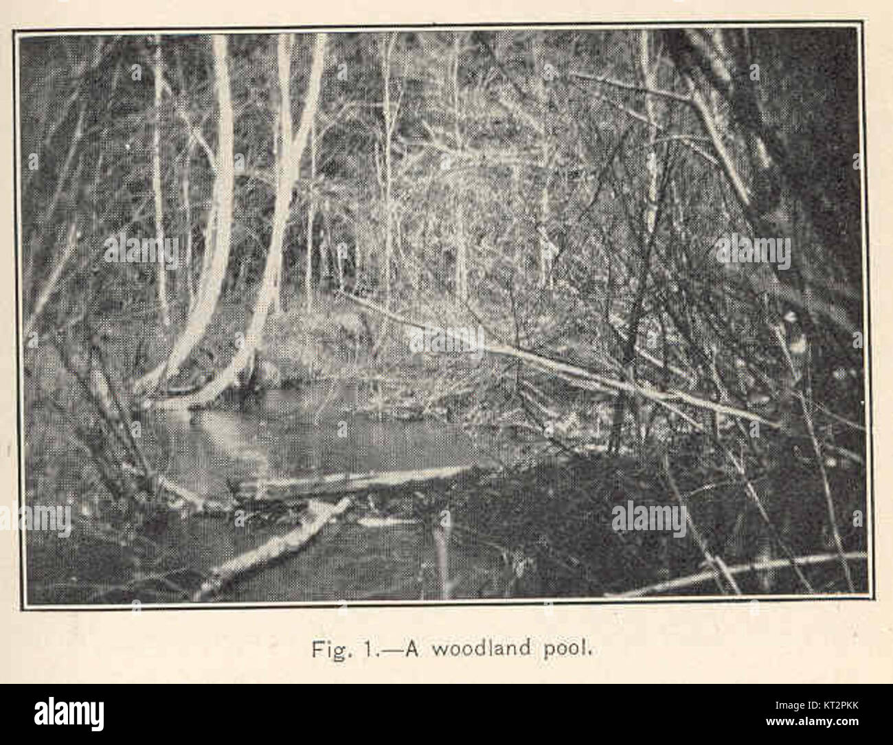 La photographie capture les conditions de Pike Brook Spring à la fin du mois d'avril 1910, avec une piscine boisée tranquille. L'image met en évidence le cadre naturel et la végétation printanière dans une zone boisée. Banque D'Images
