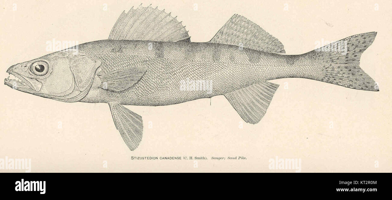 Stizostedion canadense, communément appelé Sauger ou Sand Pike, est une espèce de poisson d'eau douce originaire d'Amérique du Nord. On le trouve dans les rivières et les lacs et il est connu pour ses caractéristiques distinctives. Banque D'Images