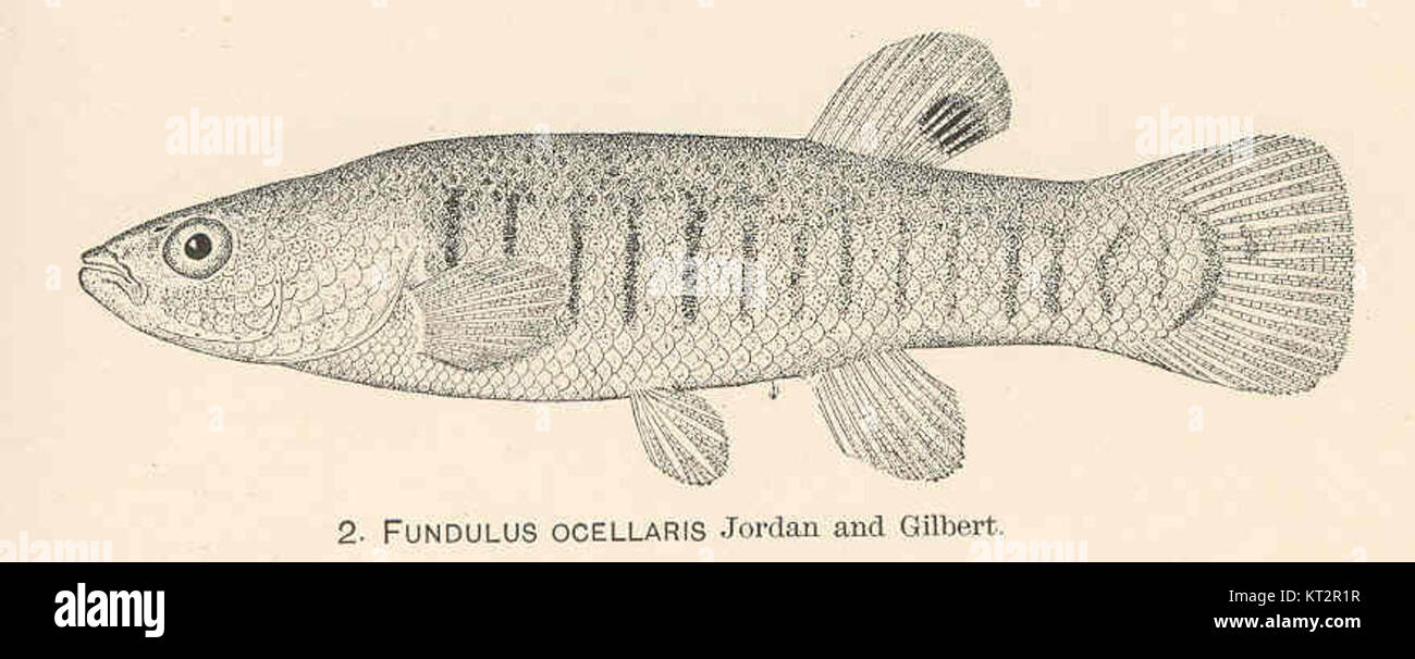 Fundulus ocellaris, communément connu sous le nom de killifish à ailerons rouges, est une espèce de poisson que l'on trouve aux États-Unis. Il a été décrit pour la première fois par Jordan et Gilbert, et il est remarquable pour ses motifs de couleurs distincts et ses préférences en matière d'habitat. Banque D'Images