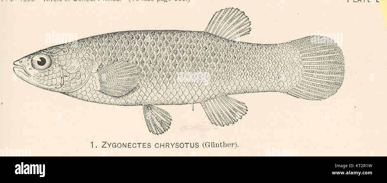 Zygonectes chrysotus, une espèce décrite pour la première fois par Gunther, est un type de poisson connu pour son habitat spécifique et ses caractéristiques biologiques. Banque D'Images