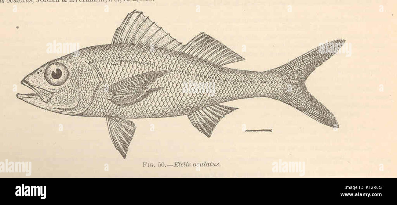 Etelis oculatus, également connu sous le nom de 'Cachucho', est une espèce de poisson de la famille des Lutjanidae, originaire de la région Indo-Pacifique. Il est reconnu pour sa coloration distinctive et est souvent trouvé dans les habitats récifaux profonds. Le poisson présente un intérêt commercial en raison de sa valeur en tant que source alimentaire et de son rôle dans les écosystèmes marins. Banque D'Images