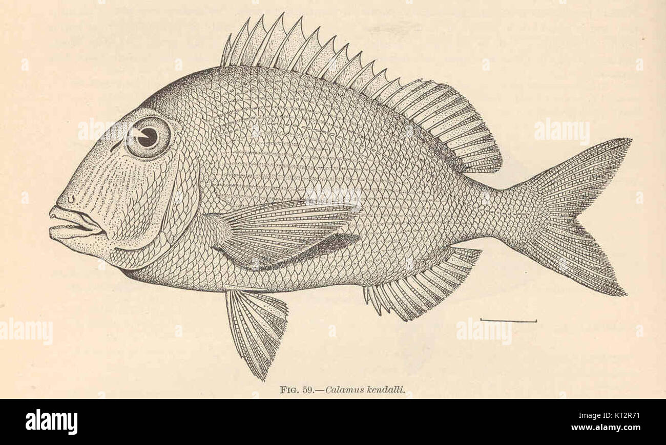 Calamus kendalli, également connu sous le nom de 'Pluma', est une espèce de poisson décrite pour la première fois par Evermann et Marsh. Il est remarquable pour ses caractéristiques uniques et son habitat, principalement dans les milieux d'eau douce. Banque D'Images