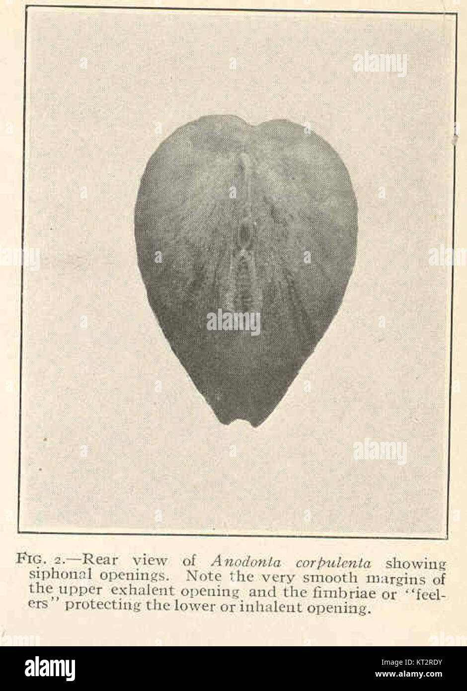 Anodonta corpulenta, une moule d'eau douce, est capturée dans cette image montrant la vue arrière avec des ouvertures siphonales et des marges lisses sur l'ouverture expiratoire. Cette espèce présente un intérêt pour les études en biologie et en écologie. Banque D'Images