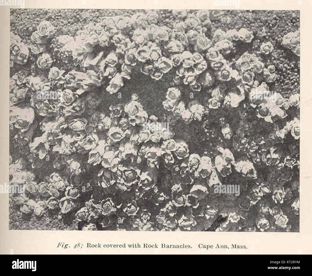 Un rocher couvert de balanes le long du cap Ann, Massachusetts, mettant en valeur l'écosystème côtier naturel et la vie marine de la région. Banque D'Images