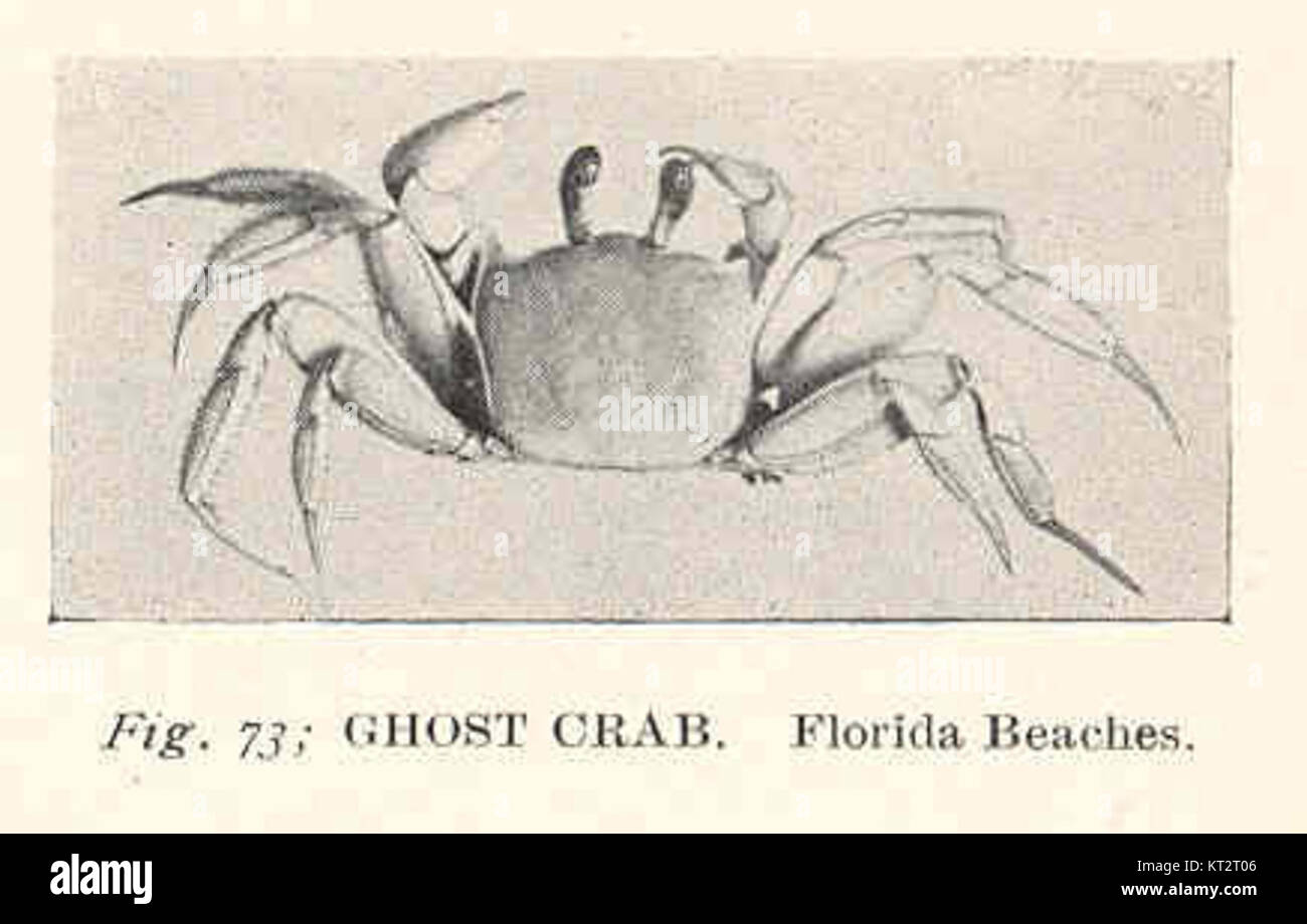 Photographie d'un crabe fantôme sur une plage de Floride, capturant son apparence et son comportement dans son habitat naturel. L'image offre un aperçu de l'écosystème côtier des plages de Floride. Banque D'Images