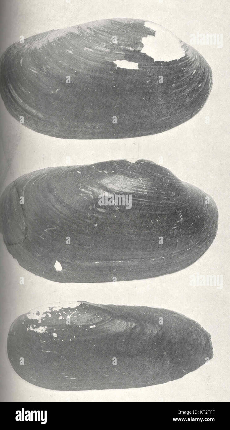 Cette image montre la coquille de sable jaune (Lampsilis anodontoides), avec la figure masculine en premier, suivie de la coquille de sable noir femelle (Lampsilis). Les deux espèces sont des moules d’eau douce connues pour leur importance écologique et leurs différences physiques. Banque D'Images