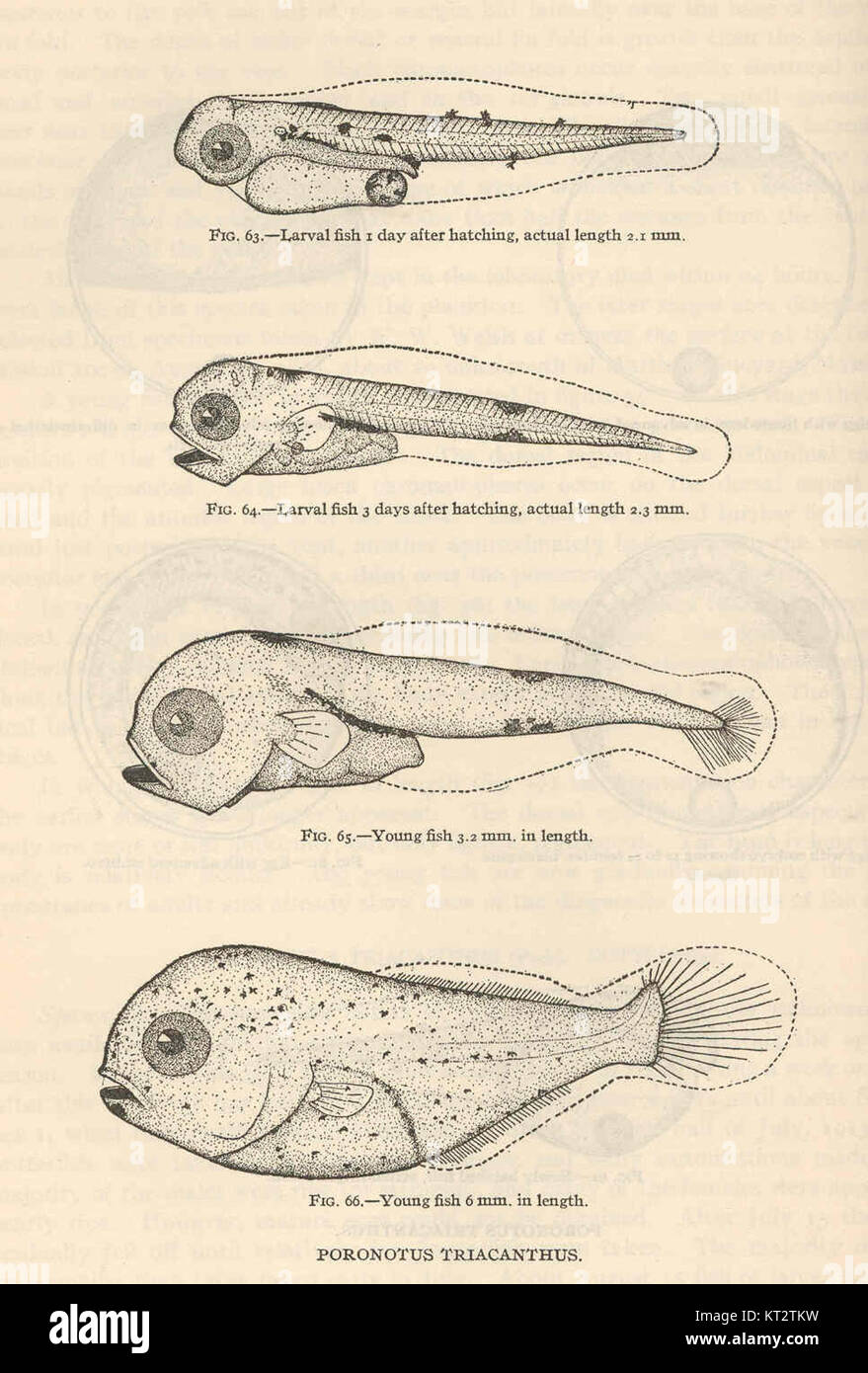 Porontus triacanthus est une espèce de poisson, communément appelé le brochet épineux. Cette espèce se trouve dans les environnements d'eau douce et est remarquable pour ses nageoires épineuses distinctives. Il habite des régions d'Amérique du Nord et intéresse les ichtyologues en raison de ses traits physiques uniques. Banque D'Images