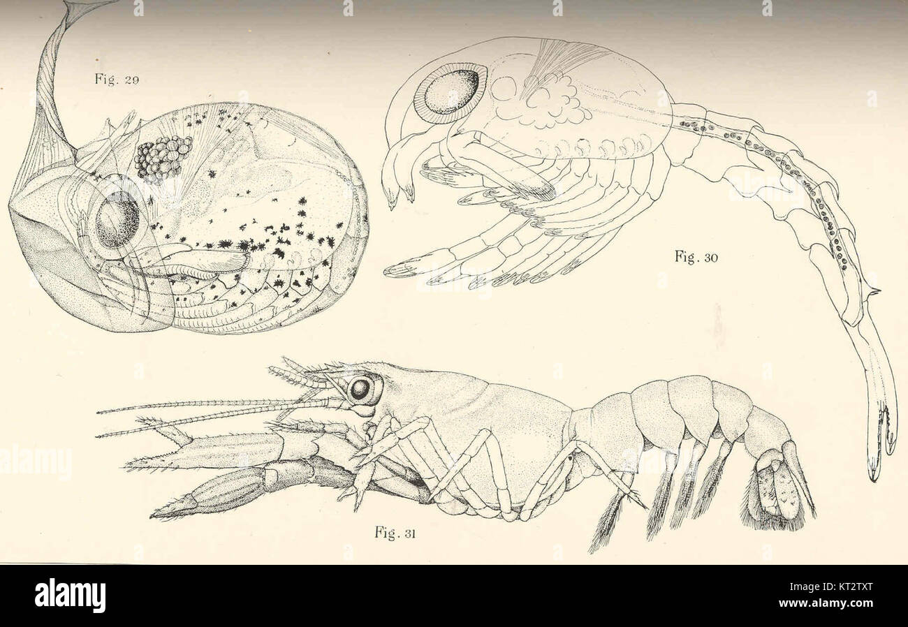 Cette image montre les étapes du cycle de vie d'un insecte, de l'éclosion des œufs au développement des larves, fournissant un aperçu du processus biologique de métamorphose. Banque D'Images