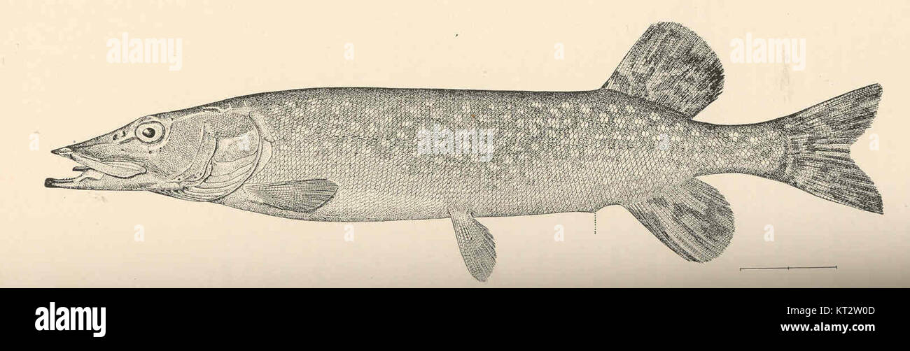 Le brochet, également connu sous le nom de Pickerel (Lucius lucius), est un grand poisson d'eau douce que l'on trouve dans les rivières et les lacs d'Europe, d'Asie et d'Amérique du Nord. Il est connu pour son corps allongé, ses dents tranchantes et sa nature prédatrice. L'espèce est une partie importante des écosystèmes d'eau douce et est couramment recherchée par les pêcheurs. Banque D'Images