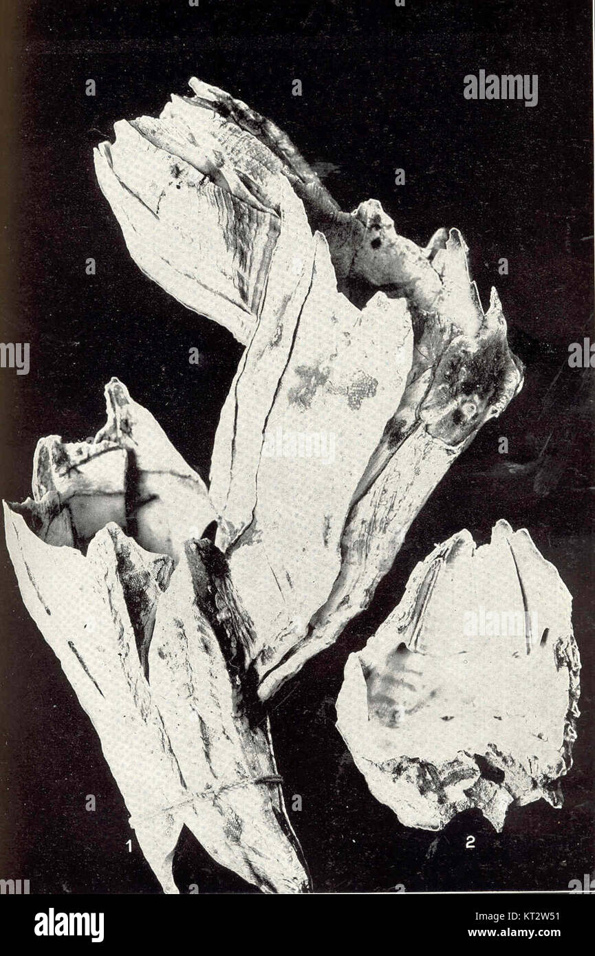 Image scientifique montrant Balanus evermanni et Balanus aquilla Barnacles. L'image met en évidence la structure du mur intérieur et les caractéristiques de ces crustacés marins. Banque D'Images