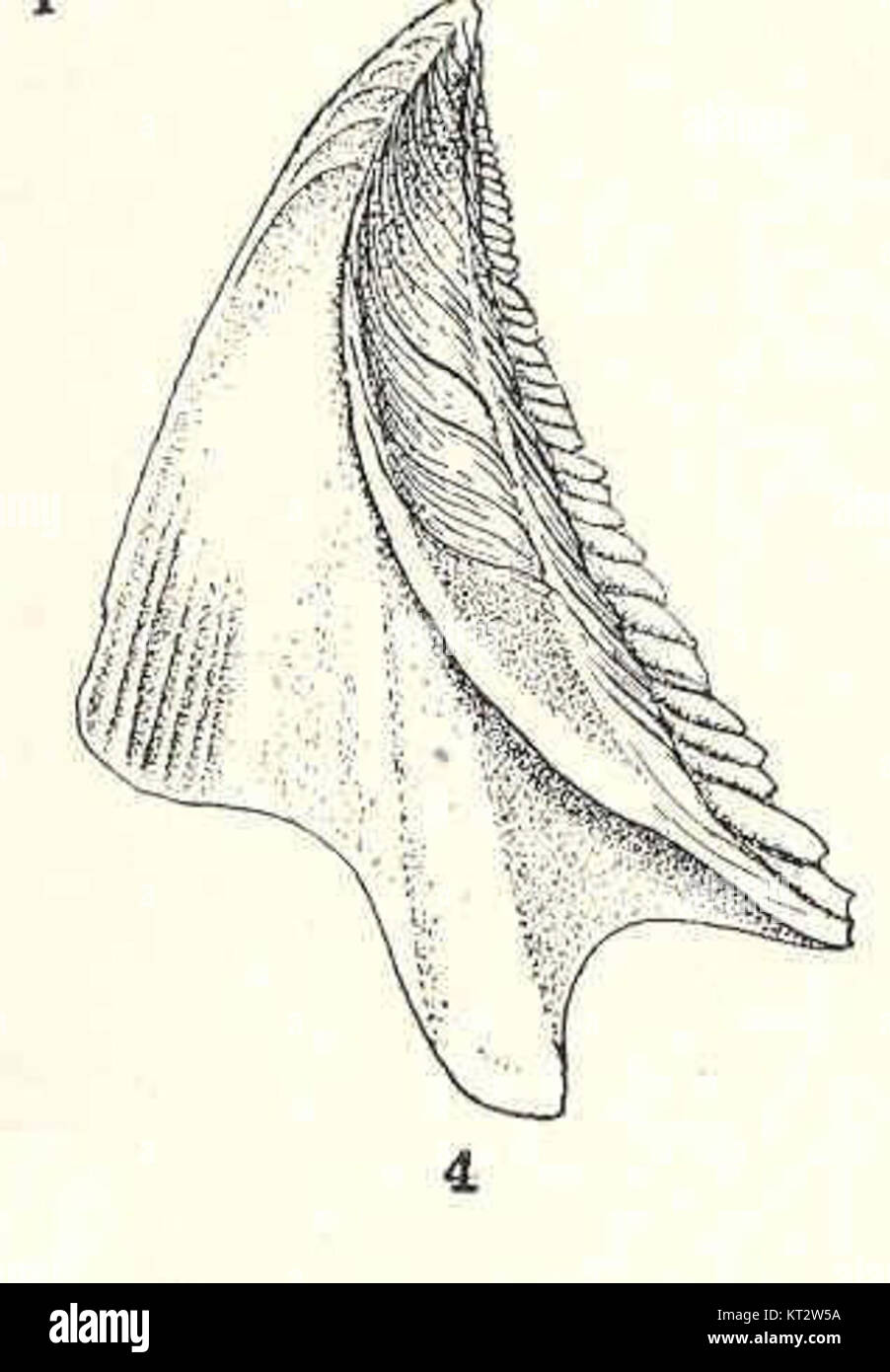 Balanus flos est une espèce de bernacle, connue pour sa forme distinctive et sa présence dans les environnements marins. Il est communément trouvé attaché aux roches et à d'autres surfaces dans l'océan. Banque D'Images