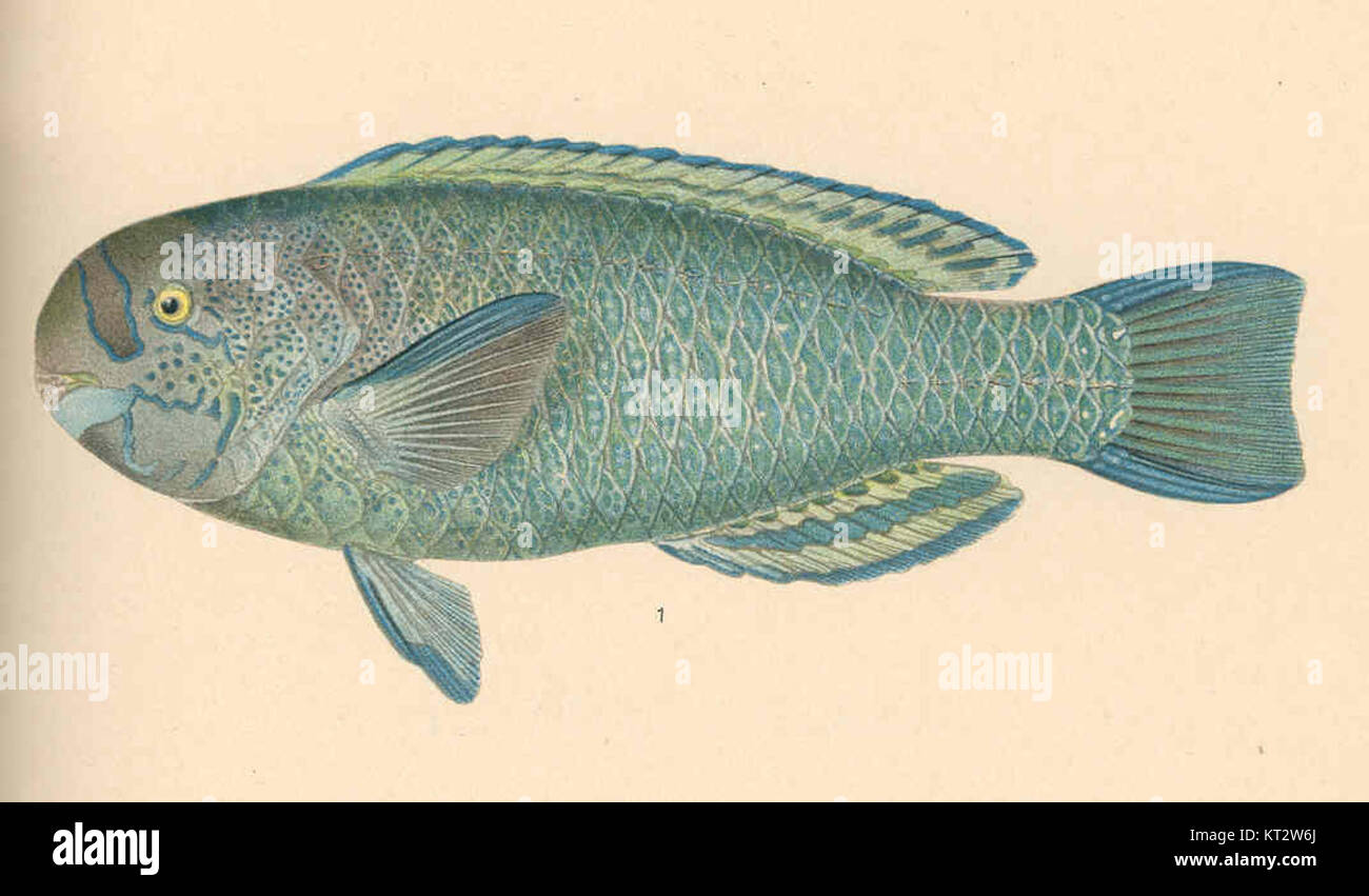 Callyodon perpicillatus, une espèce décrite pour la première fois par Steindachner, est un type de poisson trouvé dans des habitats d'eau douce spécifiques. Cette espèce fait partie de la grande famille des Callyodontidae, connue pour ses caractéristiques uniques au sein des écosystèmes aquatiques. Banque D'Images