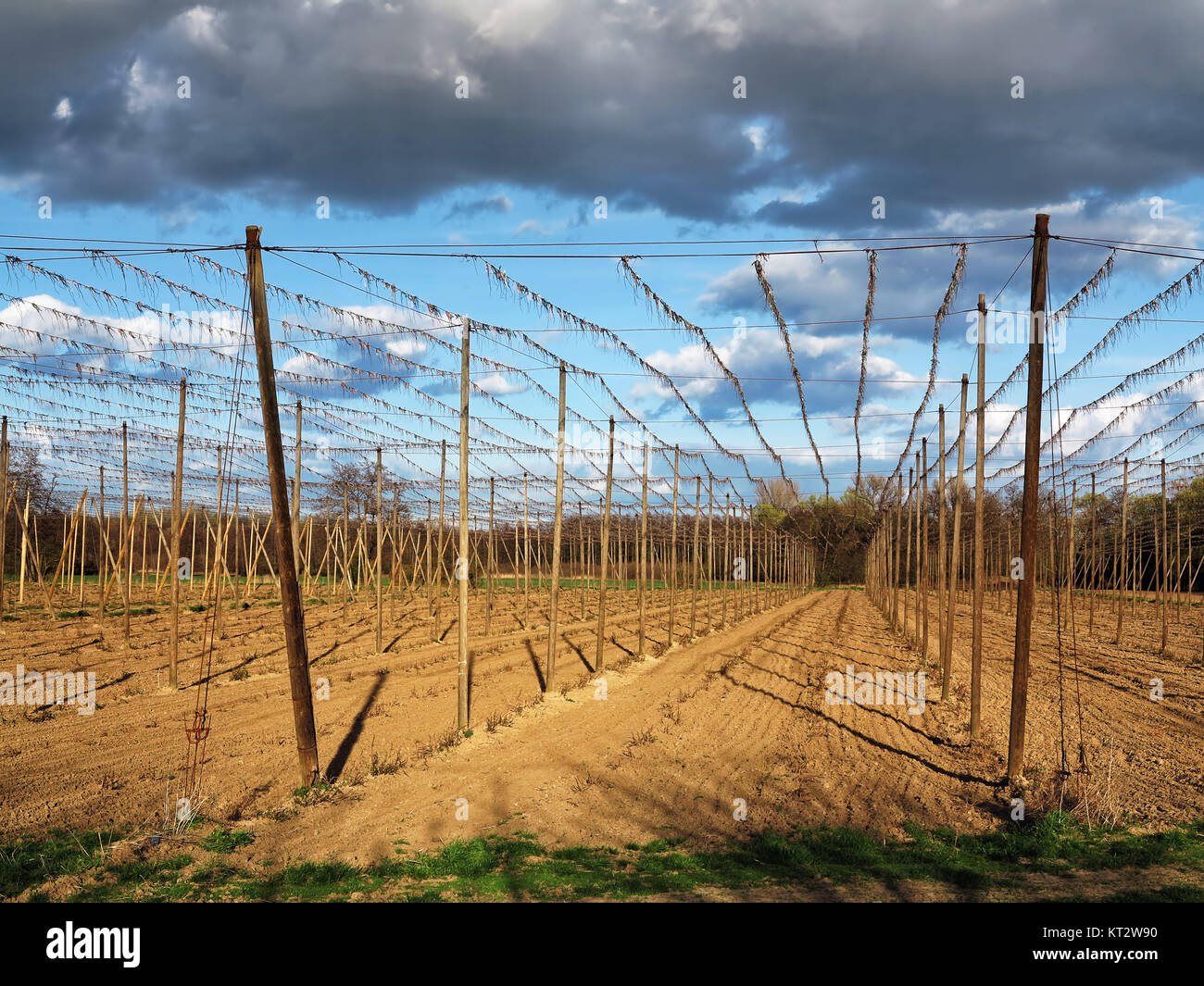Jardin hop - les champs pour la culture du houblon dans le coucher du soleil Banque D'Images