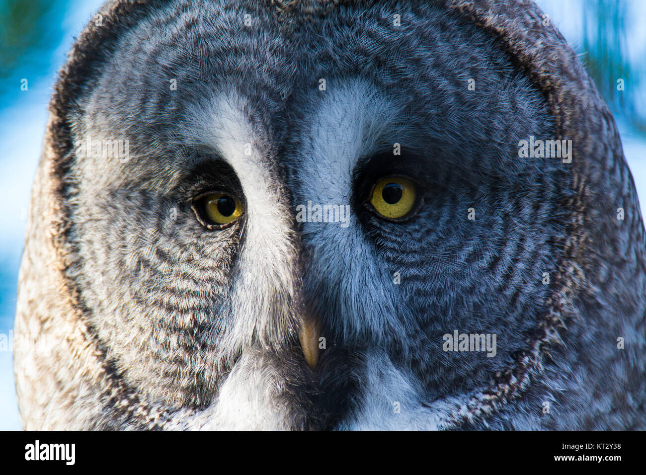 Face close-up de chouette lapone Banque D'Images
