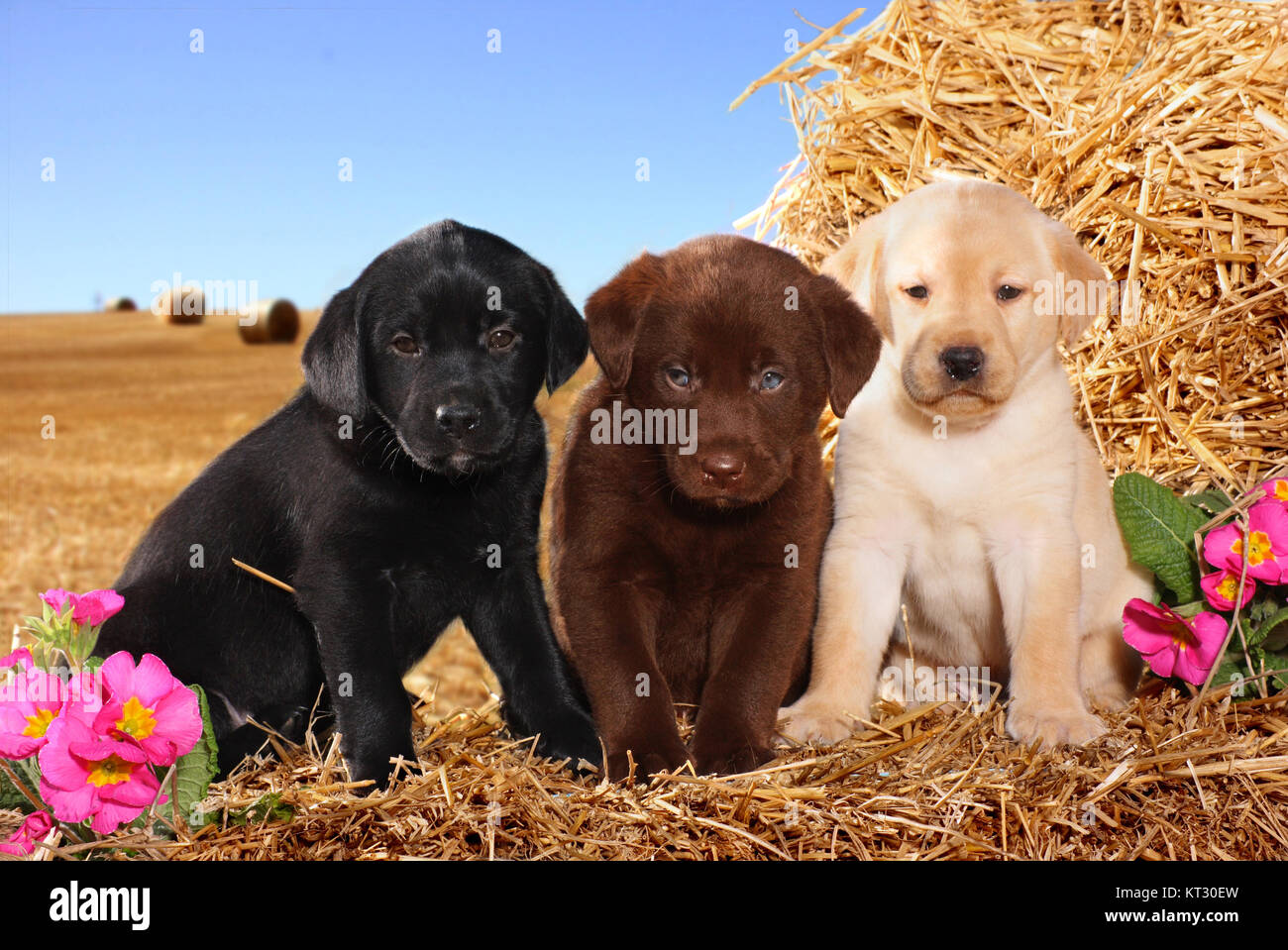 Trois chiots labrador retriver assis dans la paille Banque D'Images Trois chiots labrador retriver assis dans la paille Banque D'Images