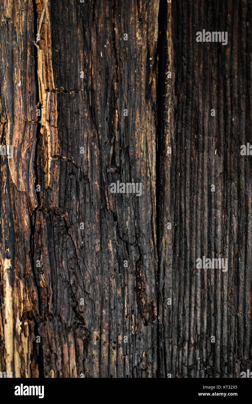 vieux bois pourri,texture,nature,matériau Banque D'Images