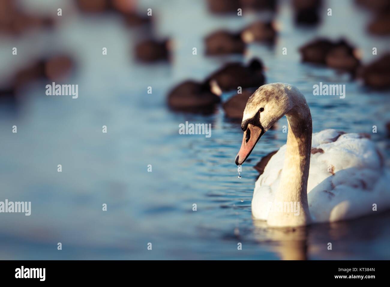 Cygnes sur le lac avec un fond de l'eau bleue Banque D'Images