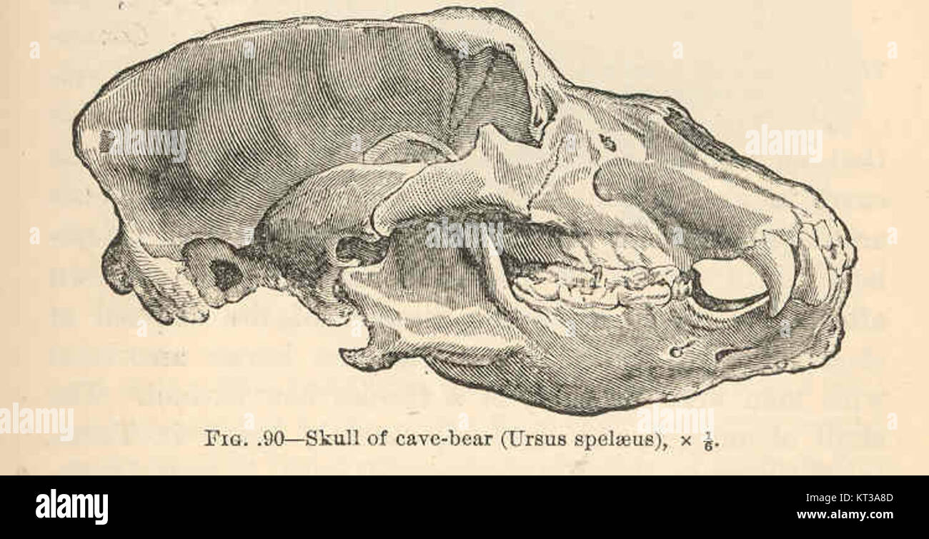 Le crâne d'un ours des grottes (Ursus spelaeus) est un spécimen fossilisé du Pléistocène, trouvé en Europe. Il donne un aperçu de la faune préhistorique qui habitait autrefois la région. Banque D'Images