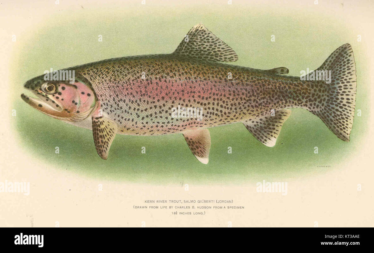 La truite de la rivière Kern (Salmo gilberti) est une espèce de poisson originaire de la rivière Kern en Californie. Cette espèce est une sous-espèce de truite arc-en-ciel, décrite pour la première fois par Jordan en 1891, et est connue pour ses adaptations uniques à l’environnement de la rivière. Banque D'Images