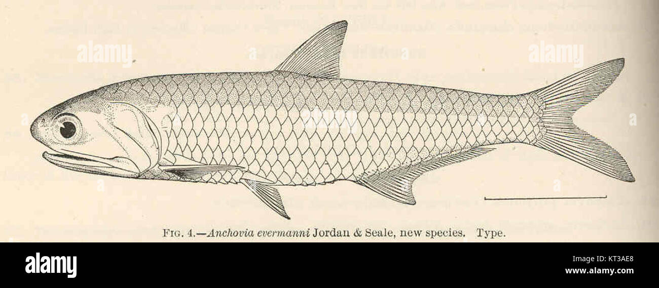 Anchovia evermanni est une espèce de poisson nouvellement décrite dans la famille des Anchoviidae, identifiée pour la première fois par Jordan et Seale. Il représente un ajout à la biodiversité des espèces aquatiques. Banque D'Images
