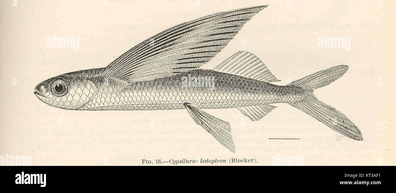 Cypsilurus katoptron, une espèce de poisson d'eau douce, a été décrite pour la première fois par Bleeker. Connu pour ses caractéristiques distinctives, ce poisson se trouve en Asie du Sud-est. L’espèce fait partie de l’écosystème diversifié d’eau douce, contribuant à la biodiversité aquatique de la région. Banque D'Images
