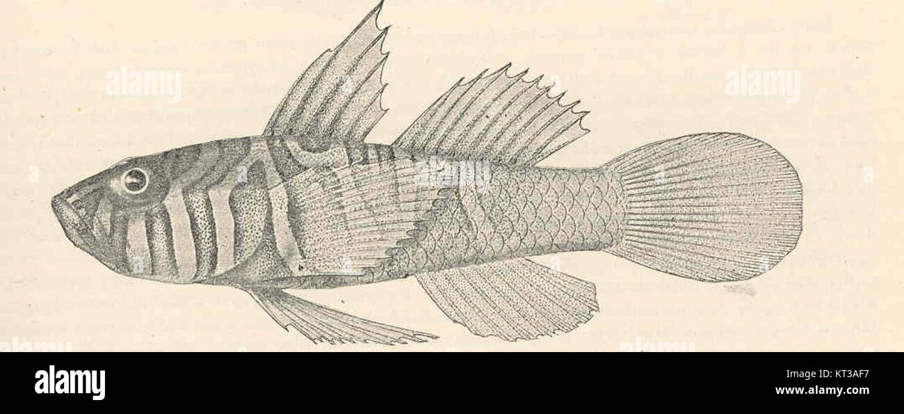 Zonogobius semidoliatus, une espèce de gobis, se trouve dans les habitats côtiers et d'eau douce. Décrite pour la première fois par Cuvier et Valenciennes, elle fait partie de la famille des Gobiidae, connue pour son adaptabilité et sa distribution étendue. Banque D'Images