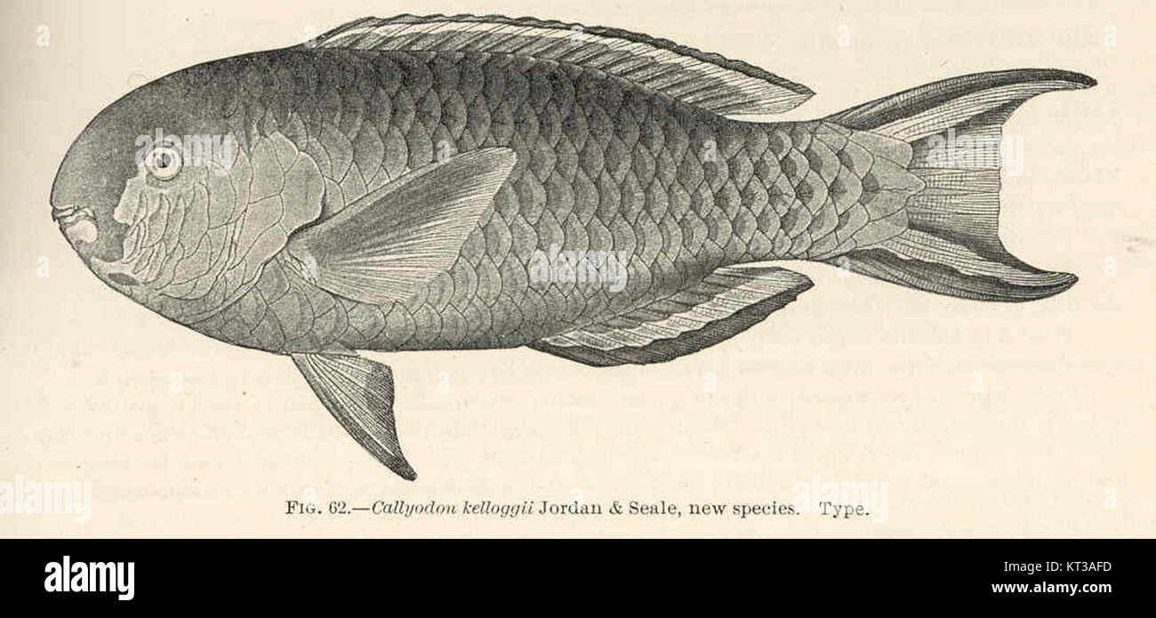 Callyodon kelloggii est une espèce de poisson nouvellement identifiée, décrite pour la première fois par Jordan & Seale. Cette espèce est classée dans la famille des Callyodontidae, qui se distingue par des caractéristiques uniques dans sa structure physique. La découverte contribue à la compréhension de la biodiversité marine dans la région où elle habite. Banque D'Images