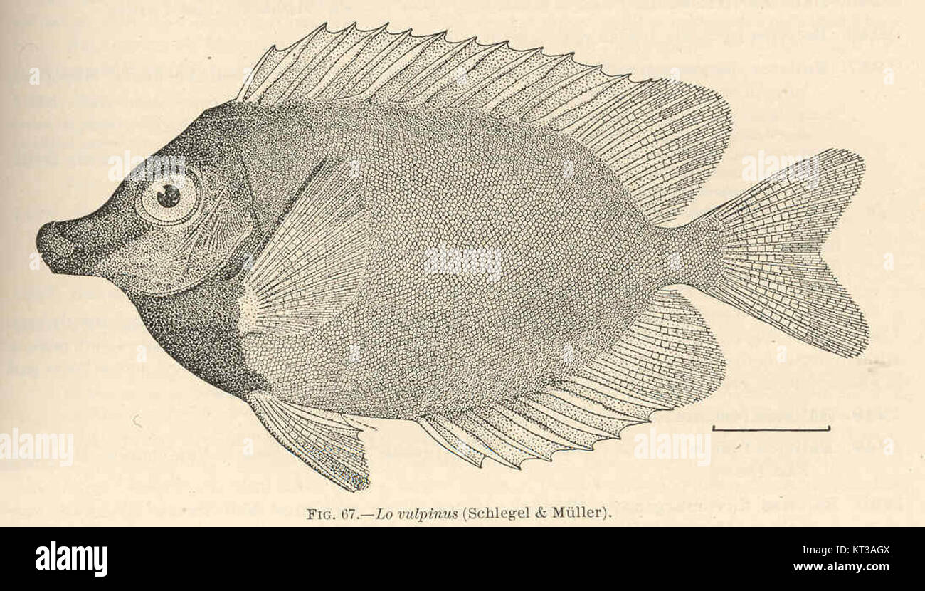 *Lo vulpinus*, également connu sous le nom de *loche de type Foxlike*, est une espèce de poisson décrite pour la première fois par Schlegel et Muller. Cette espèce est originaire de l'Asie de l'est et se trouve dans les habitats d'eau douce, souvent dans les ruisseaux et les rivières qui se déplacent lentement. Il est connu pour son aspect unique et est un sujet d'intérêt pour les ichtyologistes et les biologistes aquatiques. Banque D'Images
