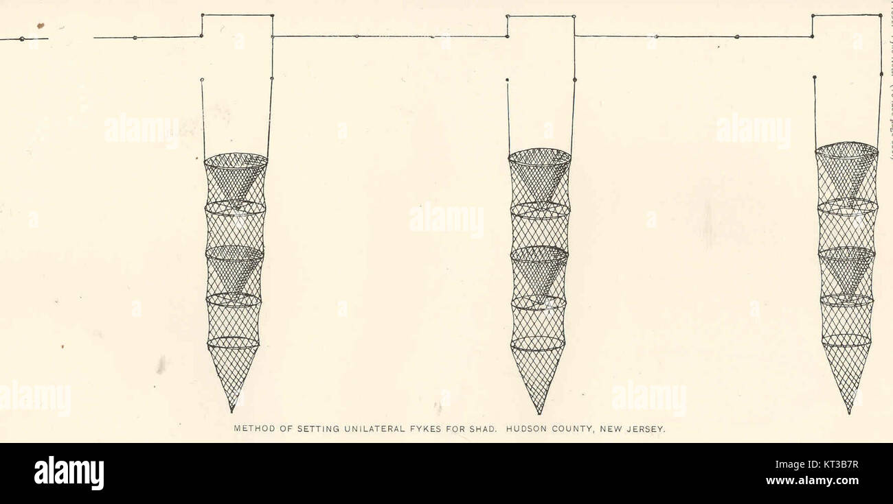 40176 Méthode de définition de l'Alose savoureuse Fykes unilatérale Comté de Hudson, New Jersey Banque D'Images