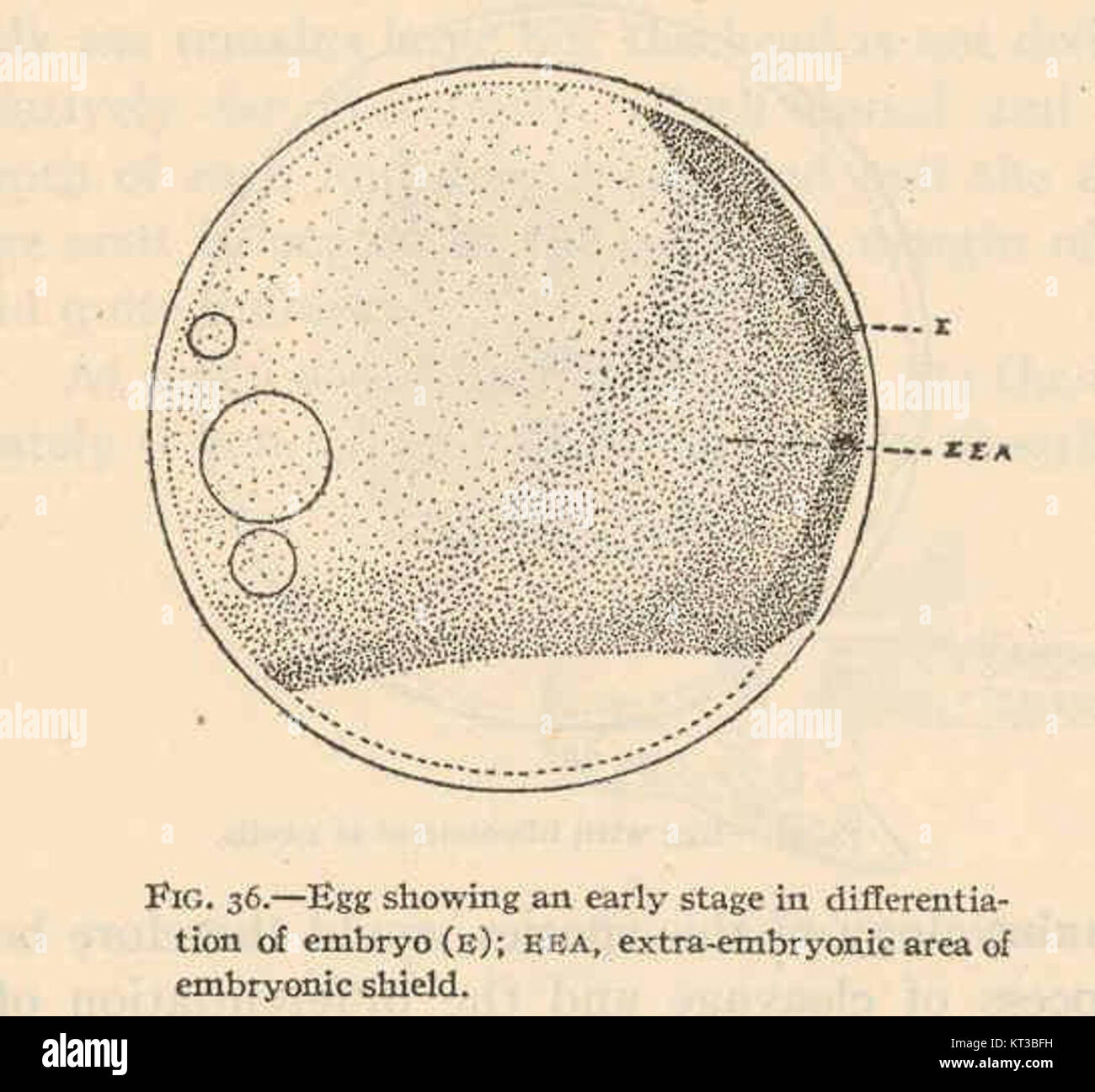 Ce spécimen scientifique, étiqueté 40374, représente un stade précoce du développement embryonnaire chez Kirtlandia vagrans, une espèce d'oiseau. L'image montre la différenciation de l'embryon au sein de l'œuf, en particulier la zone extra-embryonnaire et le bouclier embryonnaire, une étape critique du développement aviaire. Banque D'Images