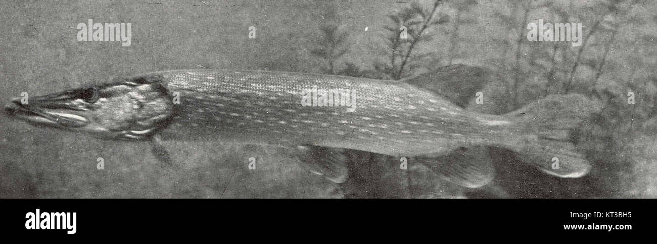Ce titre fait référence à une étude scientifique ou naturelle de Pike, en particulier Lucius lucius, avec un accent sur sa vue latérale gauche, peut-être d'un point de vue biologique ou écologique. Banque D'Images