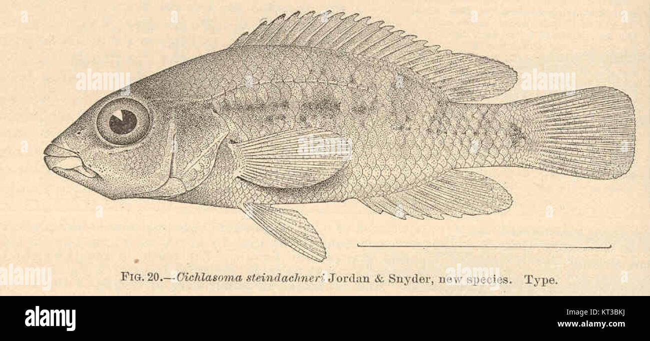 Cichlasoma steindachneri, décrit pour la première fois par Jordan & Snyder, est une espèce de poisson cichlidé. Ce poisson d'eau douce est originaire des rivières d'Amérique centrale et d'Amérique du Sud et fait partie du genre Cichlasoma, connu pour ses diverses espèces. Banque D'Images