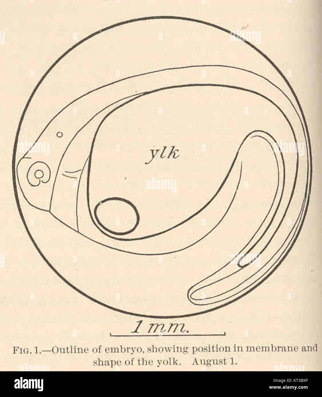 Ce diagramme illustre le contour d'un embryon d'anguille Conger, montrant la position à l'intérieur de la membrane et la forme du jaune d'oeuf. Il fait partie de la recherche en biologie marine et embryologie, offrant un aperçu du développement précoce des espèces marines. Banque D'Images