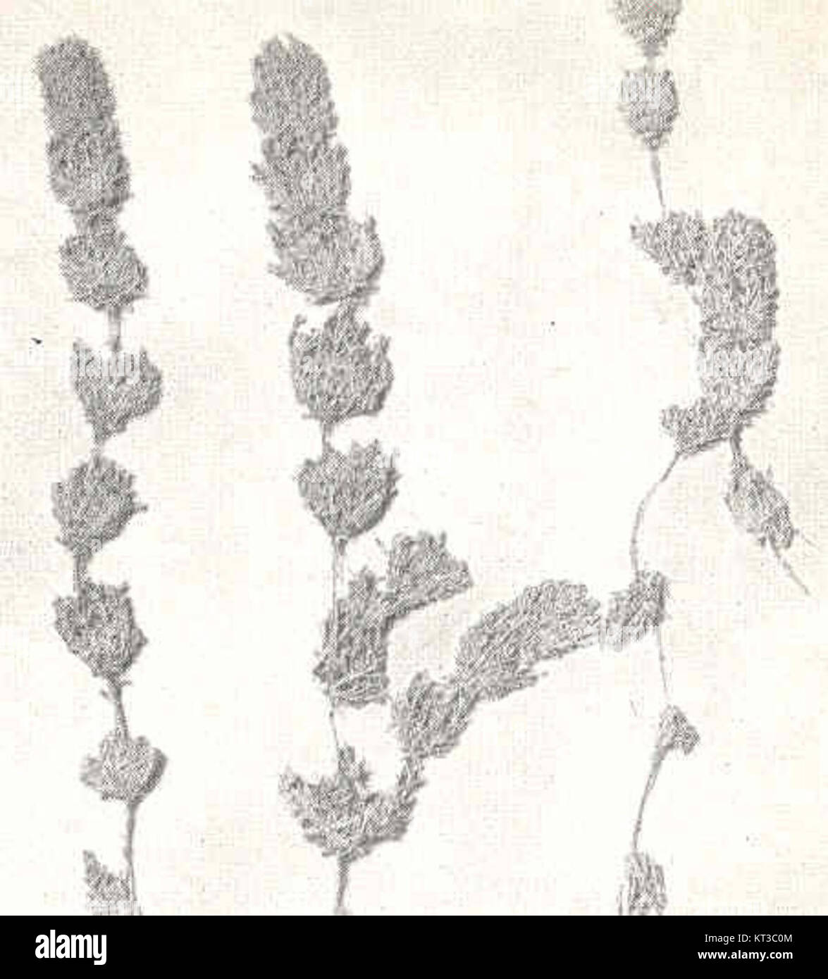 40686 Chara hydropitys désigne une espèce ou un élément dans un catalogue biologique ou écologique. Le terme peut désigner un organisme aquatique ou hydrophyte spécifique, éventuellement une plante ou un animal aquatique. Banque D'Images