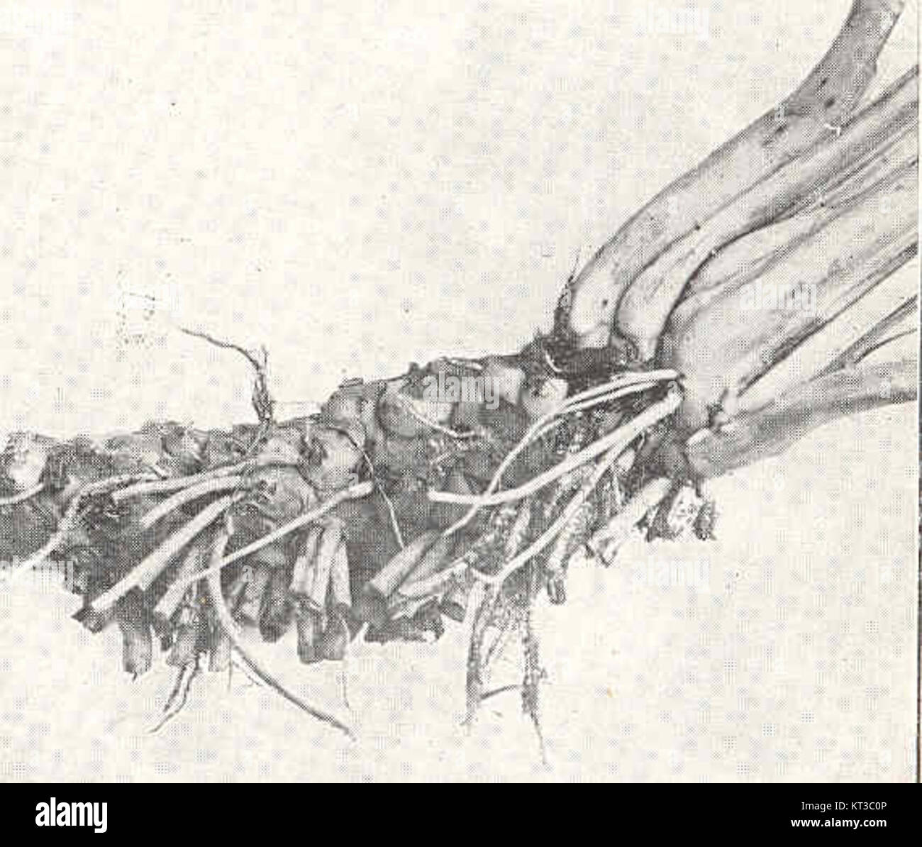 Spécimen botanique de Nuphar advena, communément appelé la crachne, présentant son porte-greffe dans le cadre d'une collection de plantes. Banque D'Images