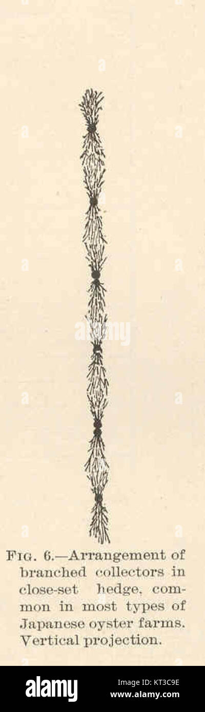 Schéma illustrant la disposition des collecteurs branchés dans les élevages huîtres japonais. Banque D'Images