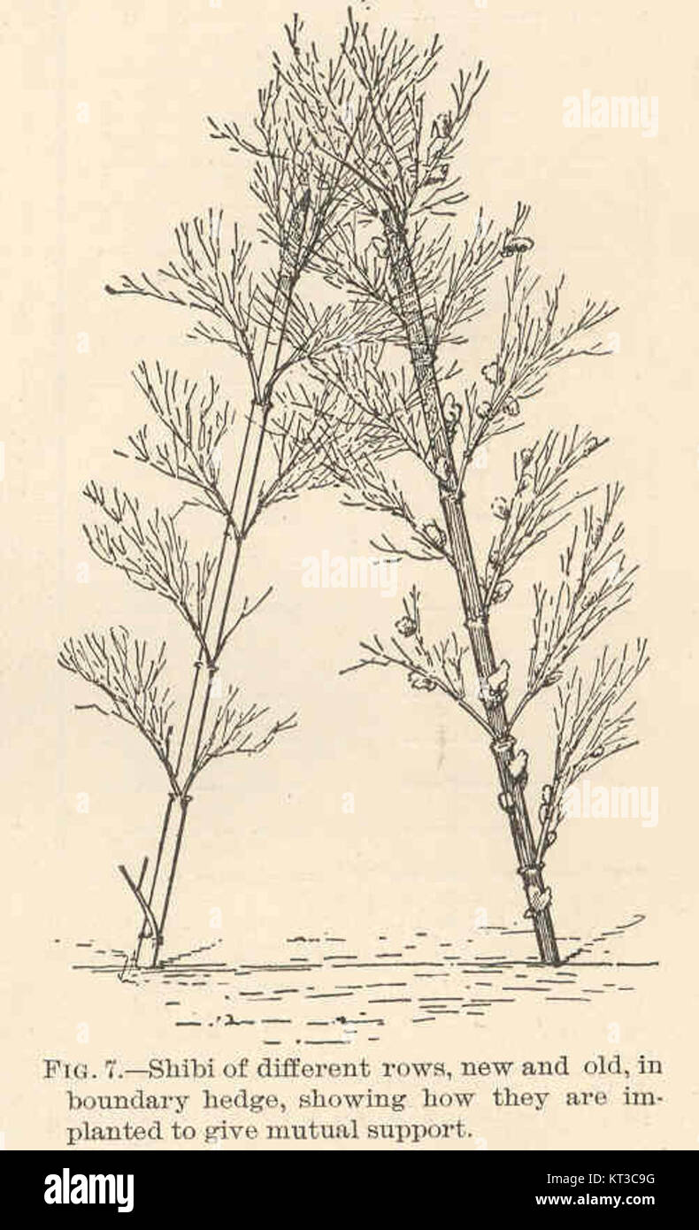 Les plants de Shibi dans les haies limitrophes, catalogués sous 40894, sont disposés en rangées nouvelles et anciennes, démontrant la méthode de plantation conçue pour fournir un soutien mutuel. Cette approche favorise la croissance et la stabilité de la haie, servant de méthode efficace pour la gestion des frontières et la culture des terres. Banque D'Images