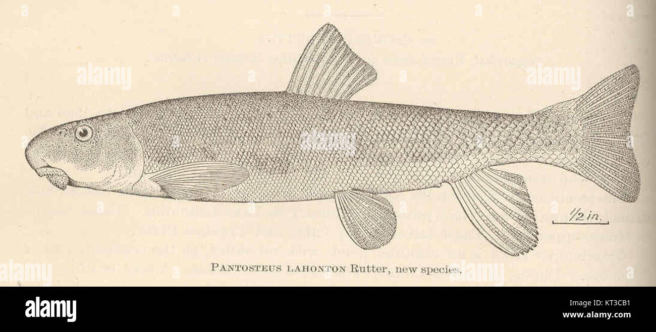 Pantosteus lahonton, une espèce de poisson nouvellement identifiée trouvée à Lahonton. Il a été décrit pour la première fois par Rutter et ajoute à la diversité des espèces de poissons dans la région. Banque D'Images