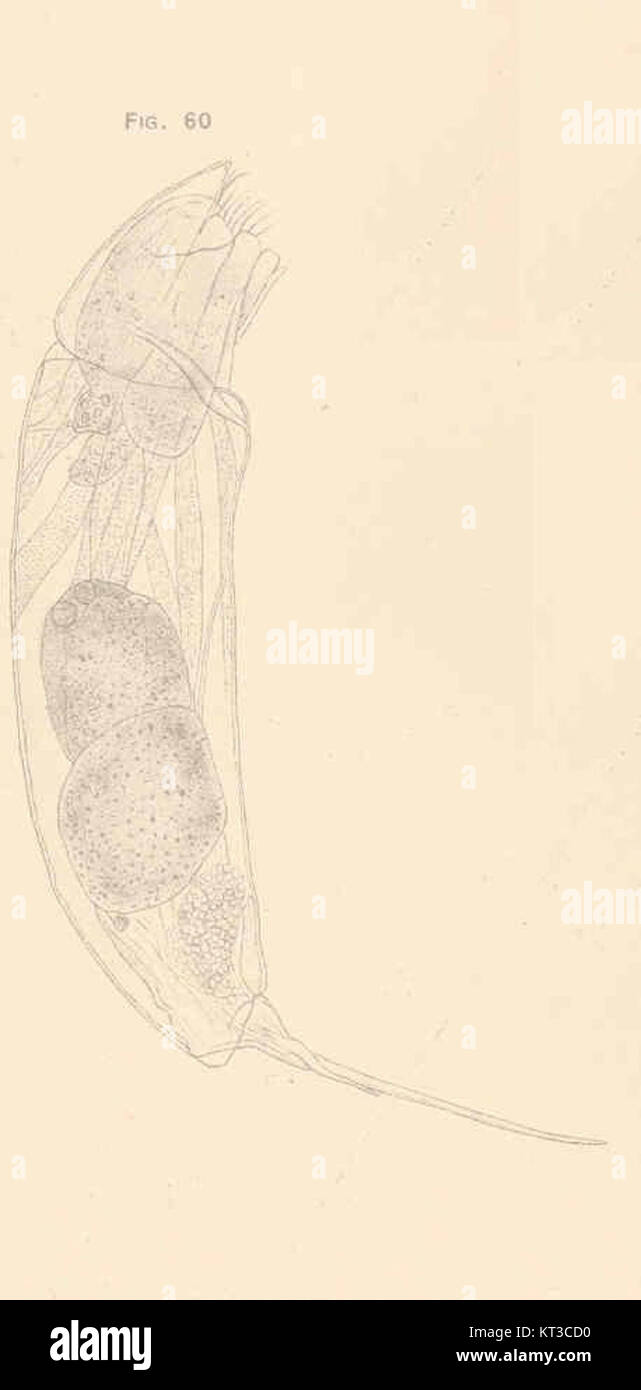 Rattulus capucinus, une espèce de rongeur, est représentée à partir du côté droit de cette image. Cette espèce, qui fait partie de la famille des Muridae, se trouve en Asie du Sud-est et est connue pour ses caractéristiques physiques uniques. Banque D'Images