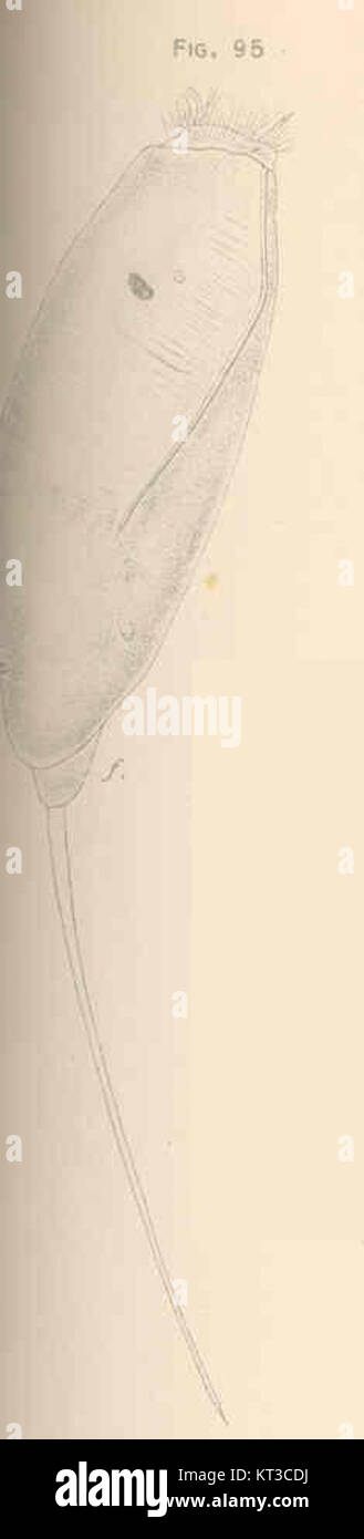 Rattulus carinatus Lamarck est une espèce de rongeur, identifiée et cataloguée pour ses caractéristiques dorsales distinctes. Ce spécimen est vu d'un point de vue dorsal, fournissant un aperçu détaillé de sa structure anatomique et de sa classification au sein de la famille des rongeurs. Banque D'Images