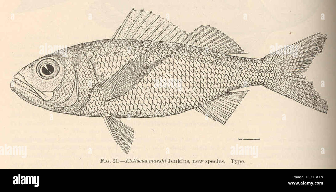 Eteliscus marshi, une espèce de poisson nouvellement découverte, a été décrite pour la première fois par Jenkins. Cette espèce est importante dans l'étude de la biodiversité aquatique et fait partie d'une exploration plus large des espèces de poissons dans les écosystèmes d'eau douce. La description de cette nouvelle espèce contribue à la compréhension scientifique de la vie aquatique et de la conservation. Banque D'Images
