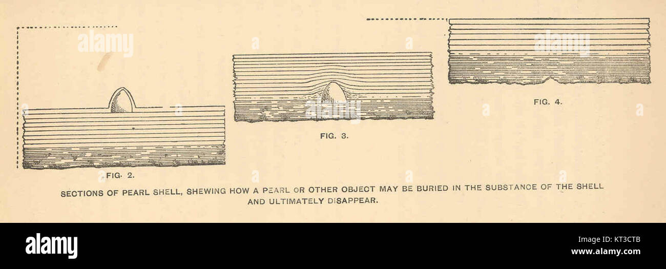 Ce diagramme illustre des sections d'une coquille de perle, expliquant comment une perle ou un autre objet peut s'encapsuler dans les couches de la coquille, démontrant un processus naturel dans la formation de la perle. Banque D'Images