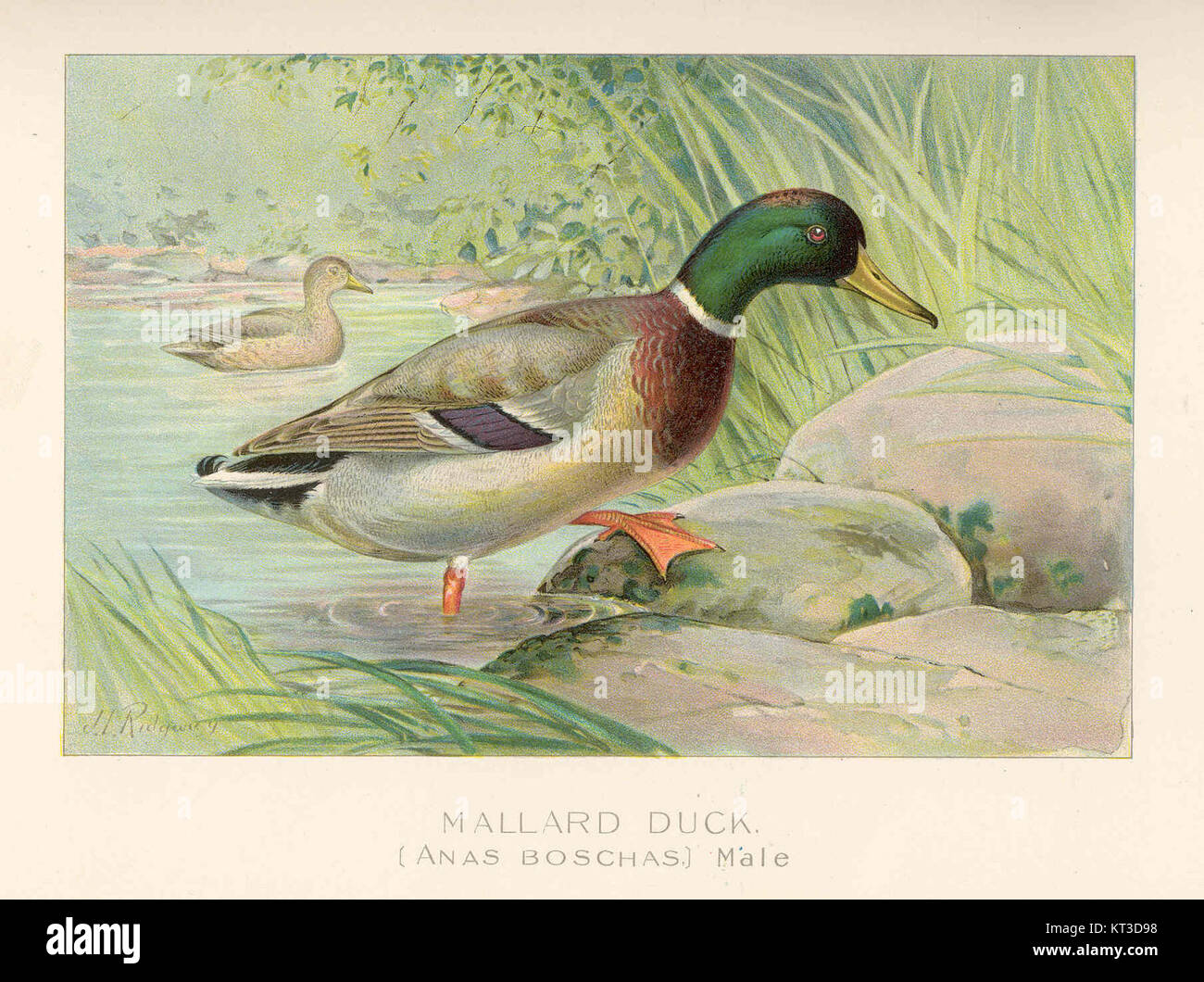 Cette image représente un canard colvert mâle (Anas boschas), une espèce largement reconnue connue pour sa tête verte distinctive et son plumage vibrant. Le canard colvert est commun dans les habitats d'eau douce en Amérique du Nord et en Europe. Banque D'Images