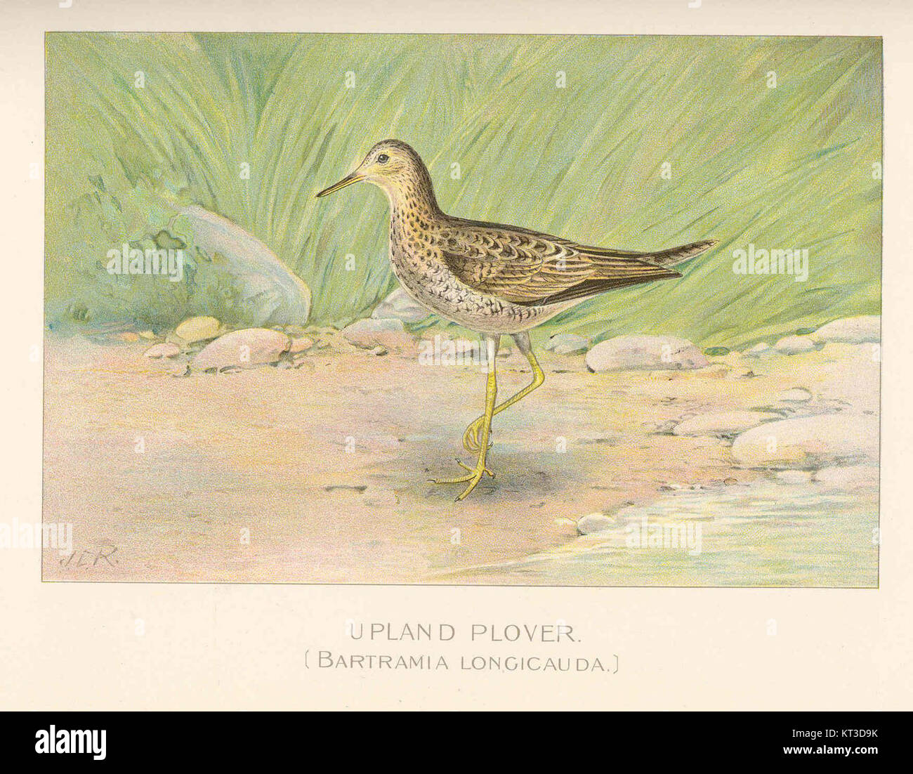 Le Pluvier des hautes terres (Bartramia longicauda) est un oiseau migrateur que l'on trouve en Amérique du Nord. Connue pour ses longues migrations, elle habite les prairies et les champs agricoles, en particulier pendant la saison de reproduction. Banque D'Images