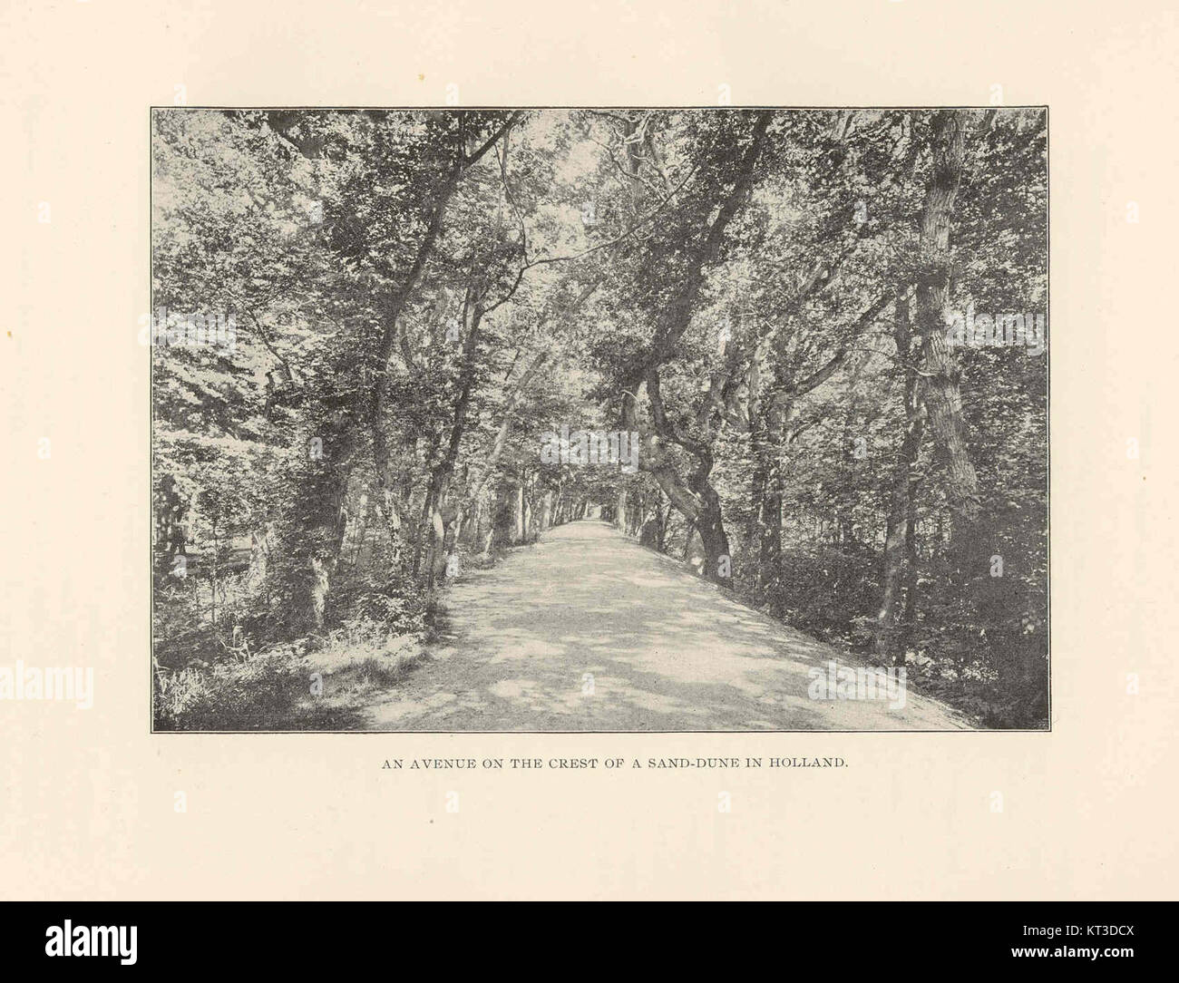 Cette photographie capture une avenue pittoresque située sur la crête d'une dune de sable en Hollande. Il met en valeur le paysage unique de la côte néerlandaise, avec ses dunes distinctives et ses routes pittoresques. Banque D'Images
