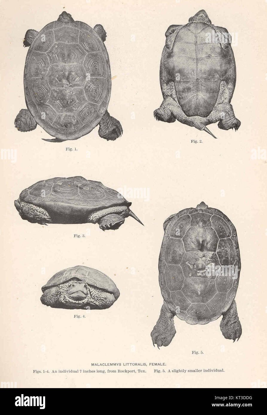 41660 Malaclemmys littoralis, femme Figs 1-4, un individu 7 pouces de long, de Rockport, Tex Fig5, un peu plus petite personne Banque D'Images