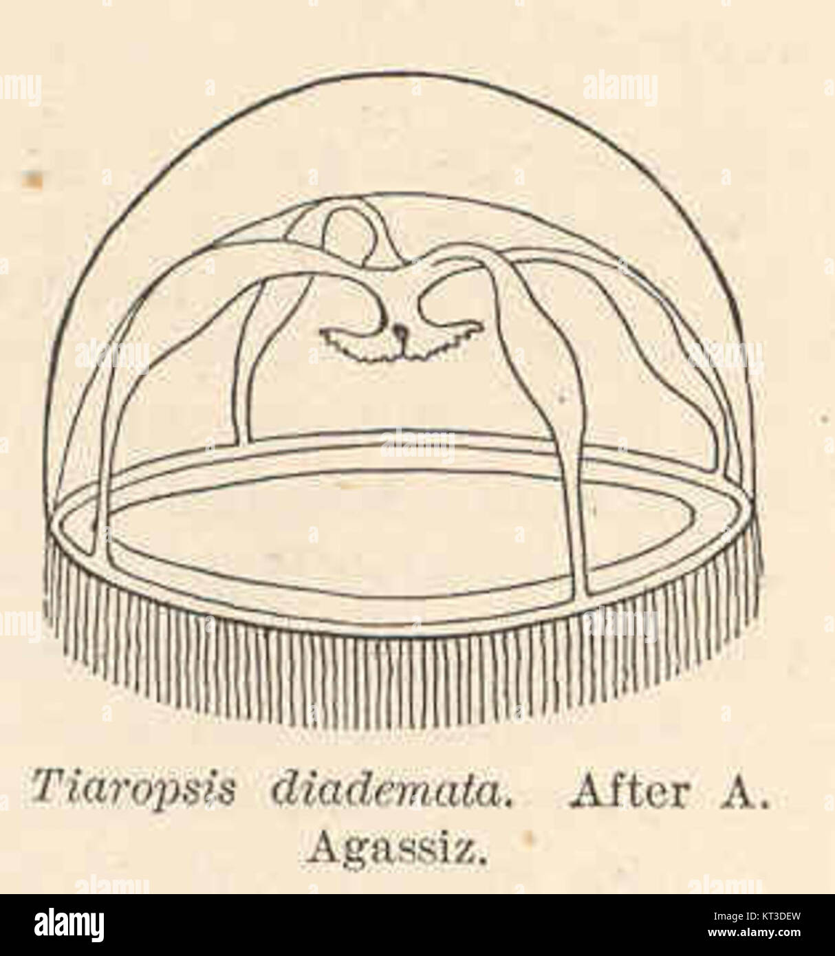 Tiaropsis diademata, une espèce décrite pour la première fois par A. Agassiz, est un type d'invertébré d'eau douce. Connu pour son aspect unique, cet organisme est souvent étudié pour son rôle écologique dans les écosystèmes aquatiques. Banque D'Images